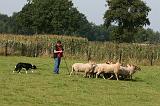 BORDER COLLIE - MOUTONS 027